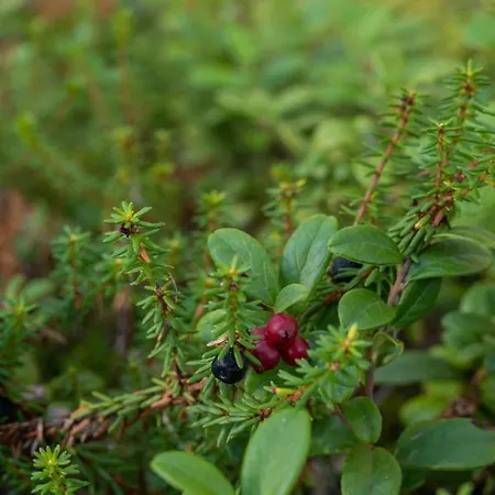 Saimaan Kultaranta Βίλα Puumala