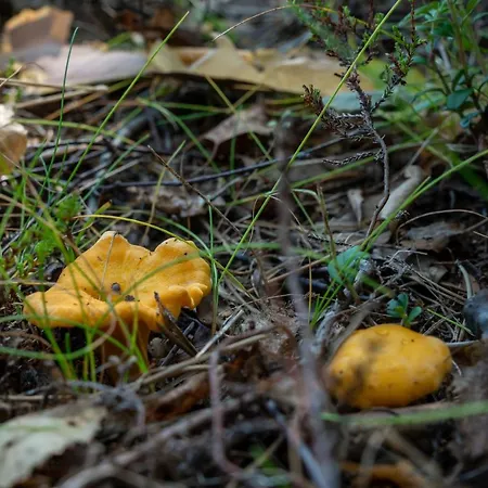 Saimaan Kultaranta Βίλα