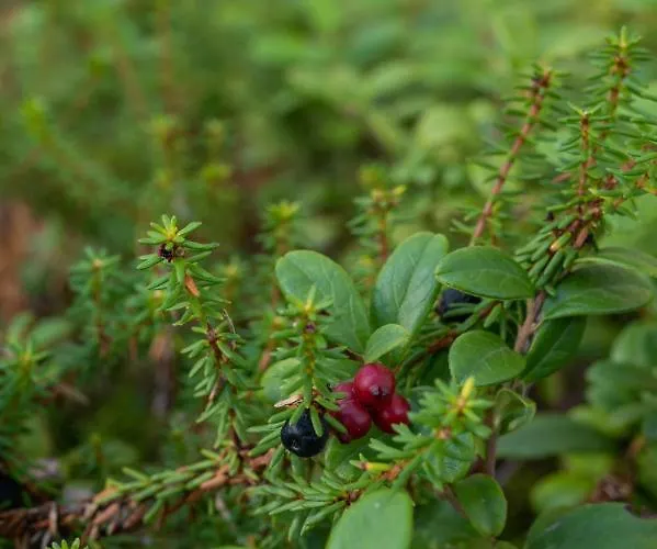 Saimaan Kultaranta ヴィラ プーマラ