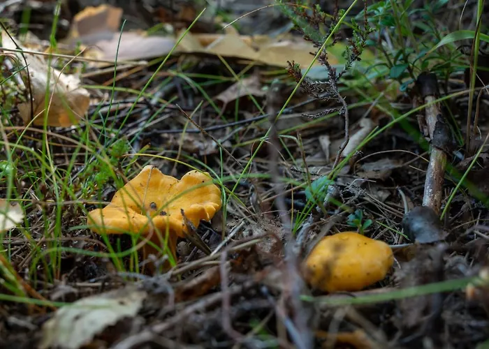 Saimaan Kultaranta ヴィラ