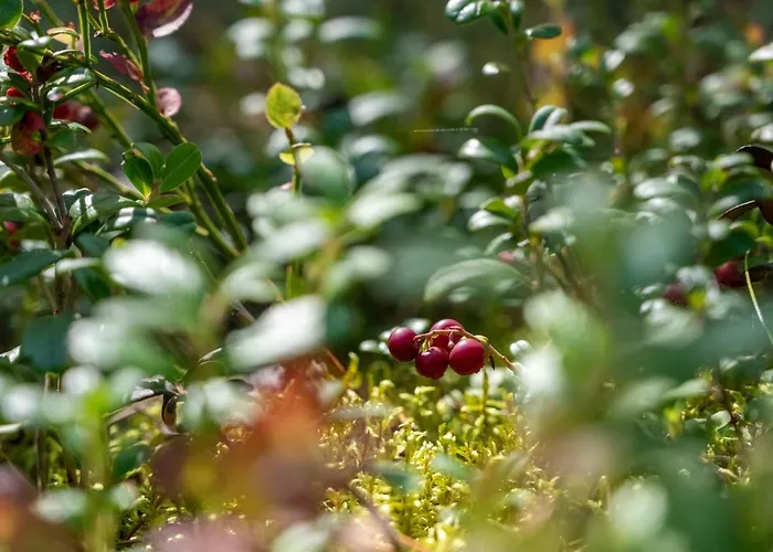 Saimaan Kultaranta *